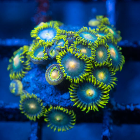 Assorted Zoa  WYSIWYG coral from AquaGemCorals