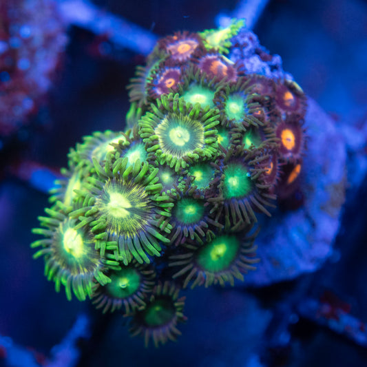 Assorted Zoa  WYSIWYG coral from AquaGemCorals
