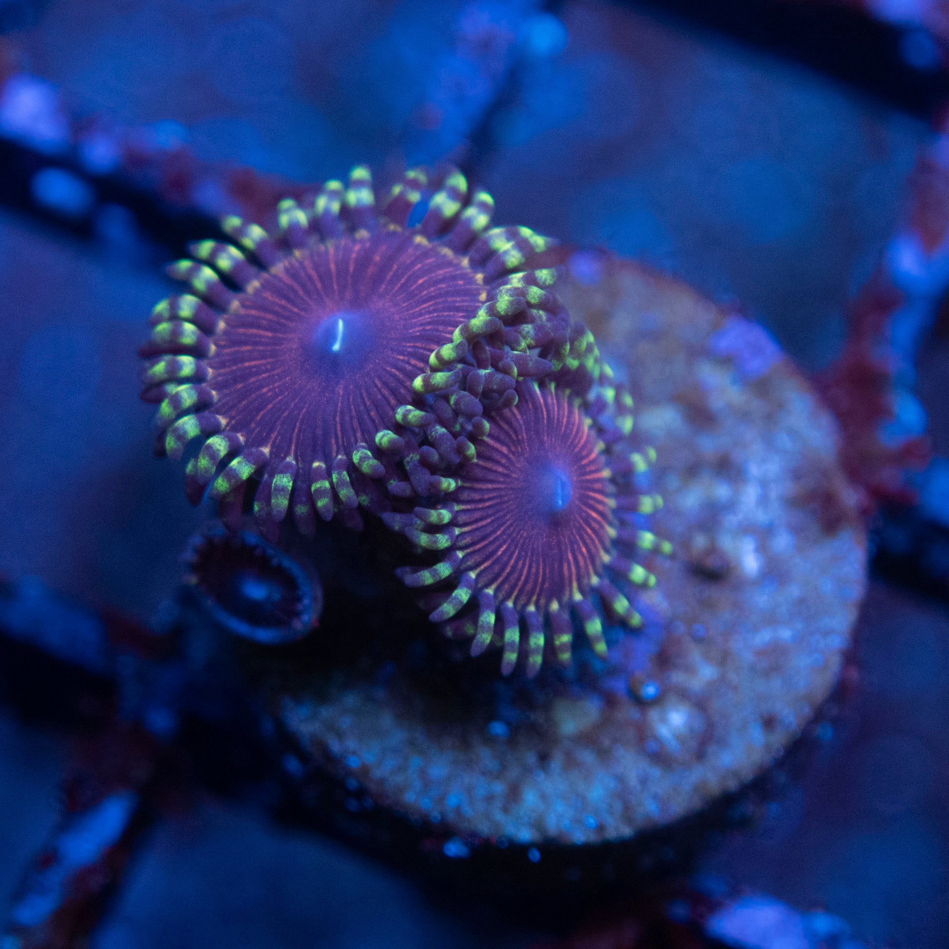 Assorted Zoa  WYSIWYG coral from AquaGemCorals