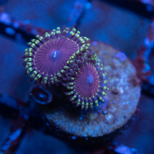 Assorted Zoa  WYSIWYG coral from AquaGemCorals