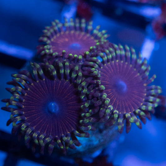 Assorted Zoa  WYSIWYG coral from AquaGemCorals