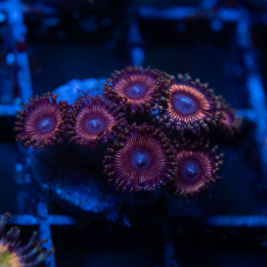 Assorted Zoa  WYSIWYG coral from AquaGemCorals