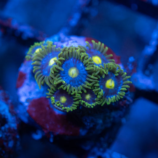 Assorted Zoa  WYSIWYG coral from AquaGemCorals