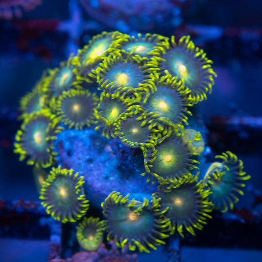 Assorted Zoa  WYSIWYG coral from AquaGemCorals