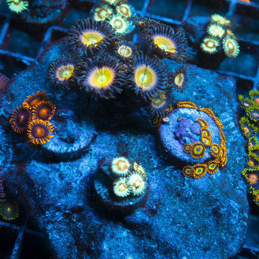 Assorted Zoa Rock live coral for reef aquarium