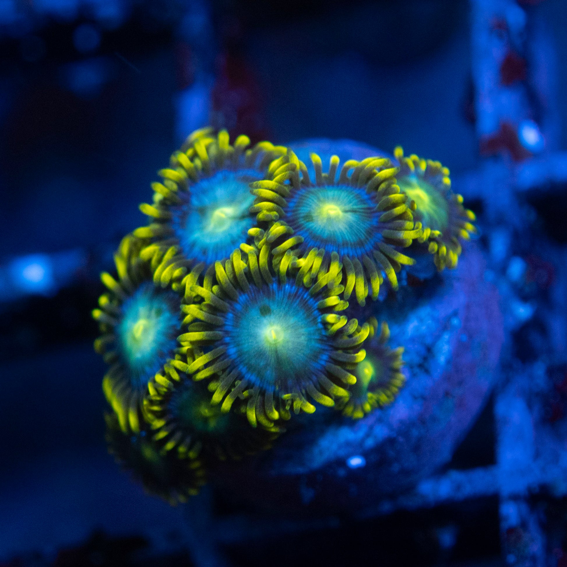Assorted Zoa WYSIWYG coral from AquaGemCorals