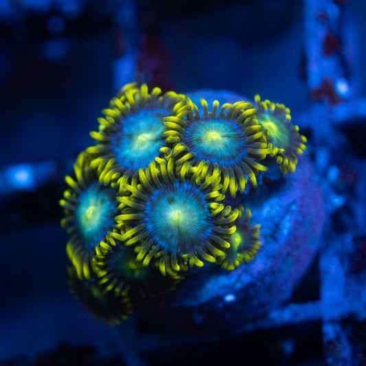 Assorted Zoa WYSIWYG coral from AquaGemCorals