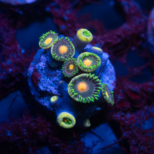 Assorted Zoas