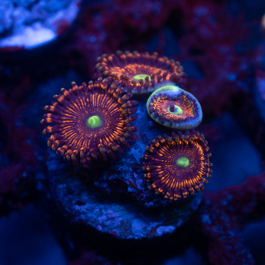 Assorted Zoas