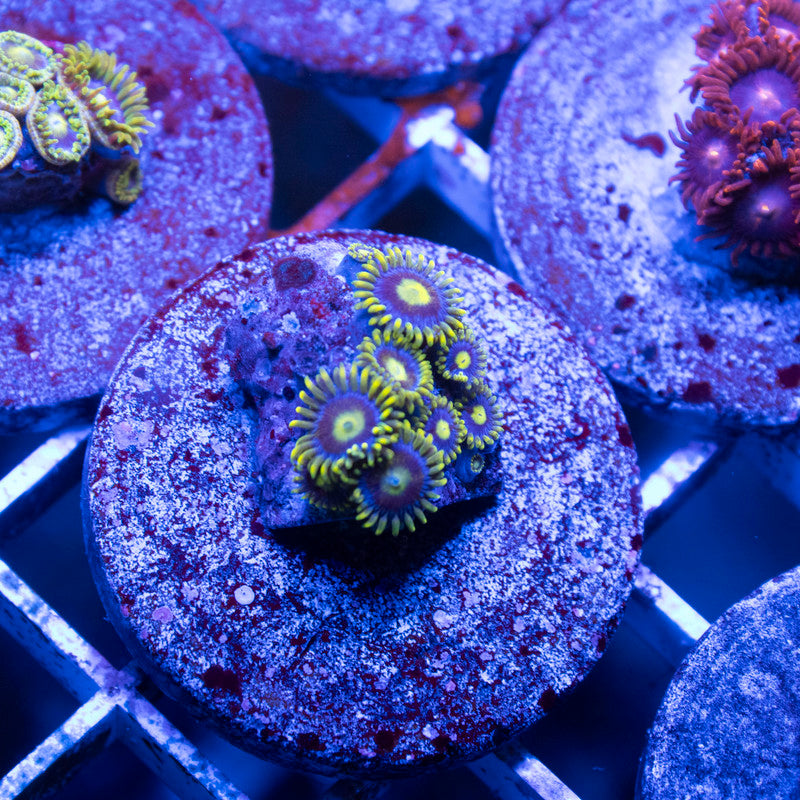 Assorted Zoas