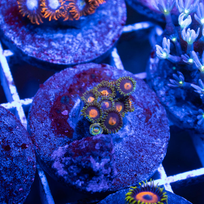 Assorted Zoas