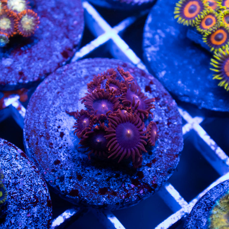 Assorted Zoas