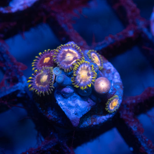 Assorted Zoas