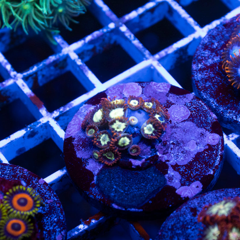 Assorted Zoas