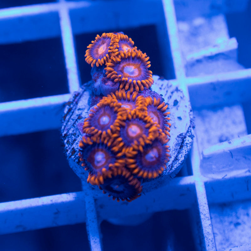 Assorted Zoas - AquaGemCorals