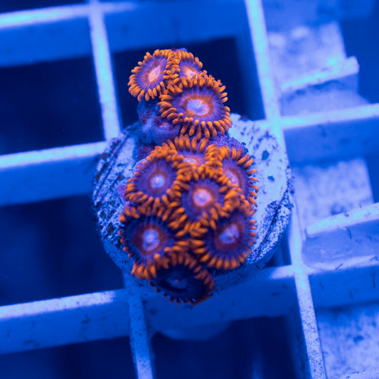 Assorted Zoas - AquaGemCorals