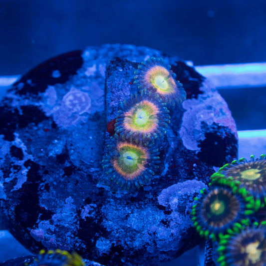 Assorted Zoas - AquaGemCorals