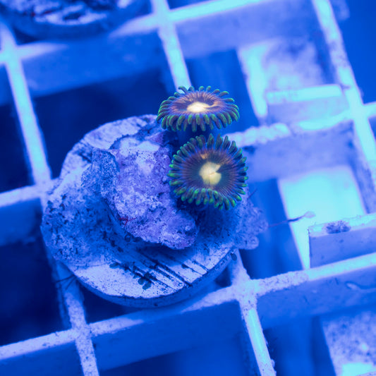 Assorted Zoas - AquaGemCorals