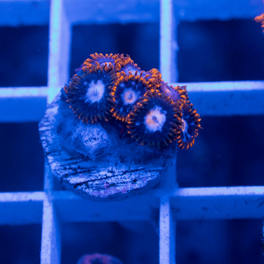 Assorted Zoas - AquaGemCorals