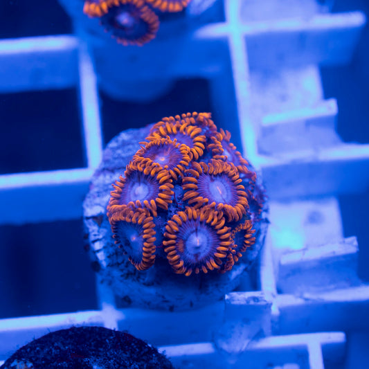 Assorted Zoas - AquaGemCorals