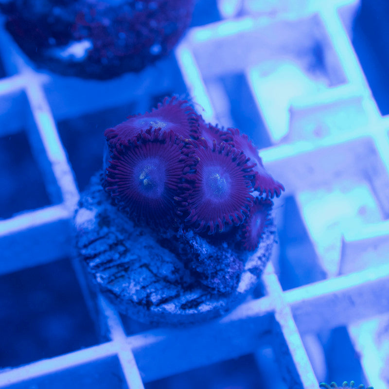 Assorted Zoas - AquaGemCorals