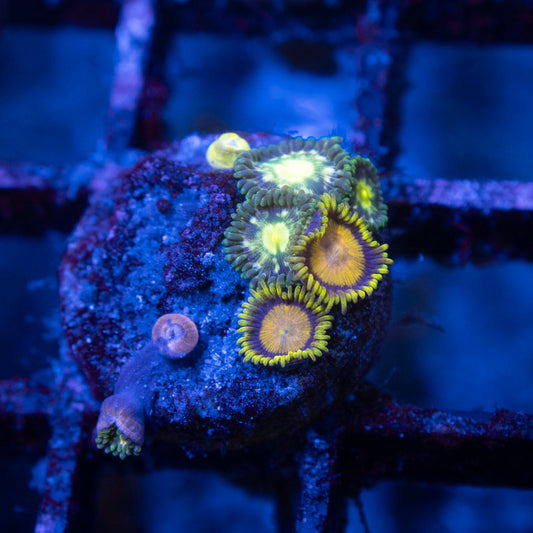 Assorted Zoas - AquaGemCorals