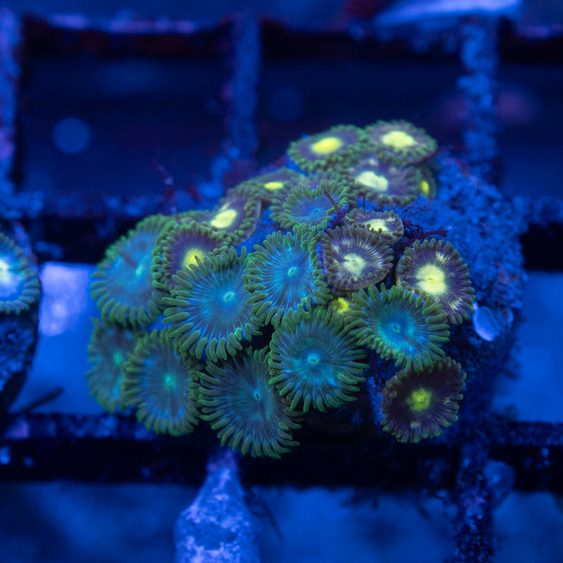 Assorted Zoas - AquaGemCorals