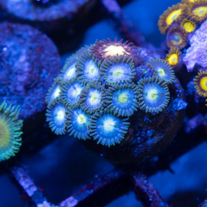 Assorted Zoas - AquaGemCorals