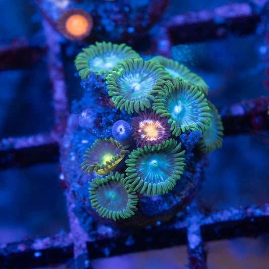 Assorted Zoas - AquaGemCorals