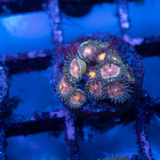 Assorted Zoas - AquaGemCorals