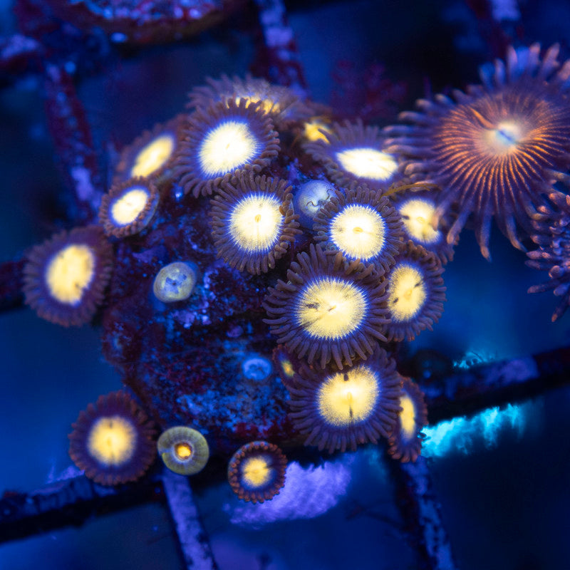 Assorted Zoas - AquaGemCorals