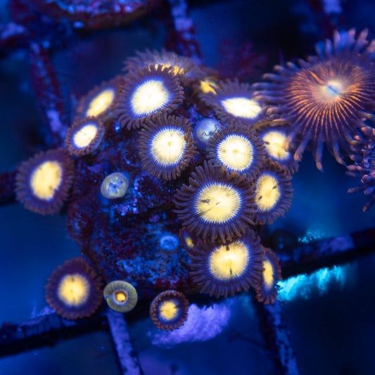 Assorted Zoas - AquaGemCorals