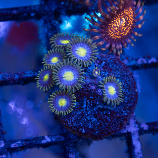 Assorted Zoas - AquaGemCorals