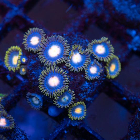 Assorted Zoas - AquaGemCorals