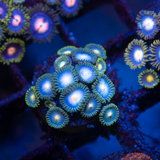 Assorted Zoas - AquaGemCorals