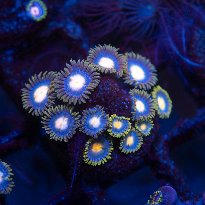 Assorted Zoas - AquaGemCorals