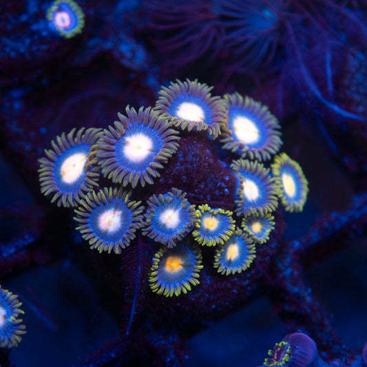 Assorted Zoas