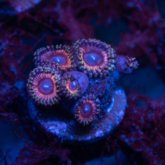 Assorted Zoas