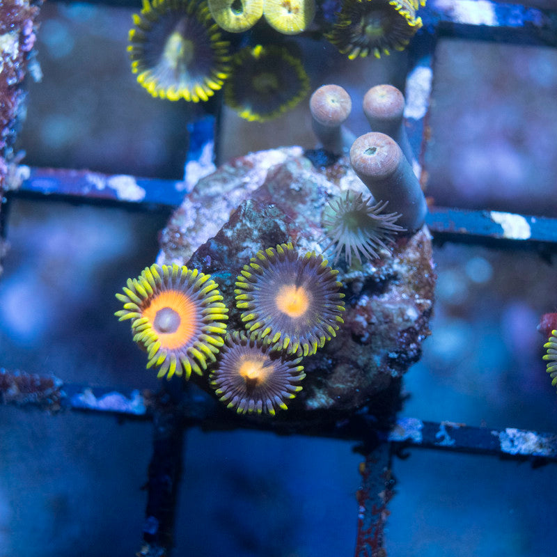 Assorted Zoas - AquaGemCorals