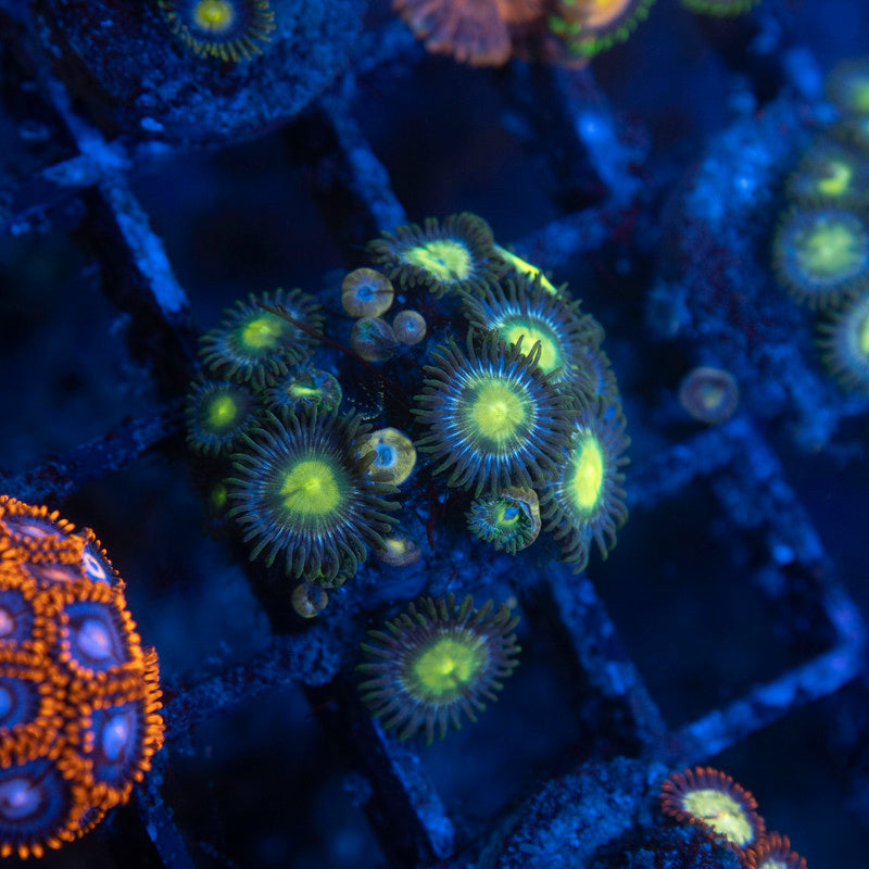 Assorted Zoas