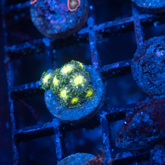 Assorted Zoas