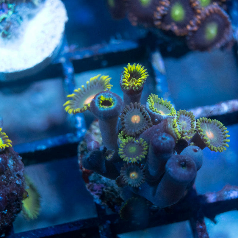 Assorted Zoas - AquaGemCorals