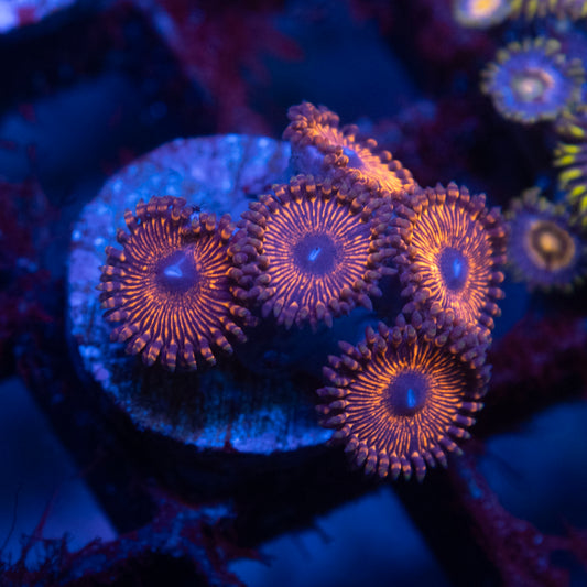 Assorted Zoas
