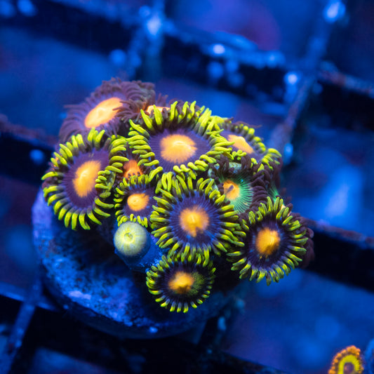 Assorted Zoas