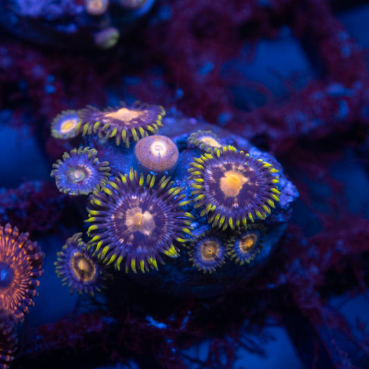 Assorted Zoas