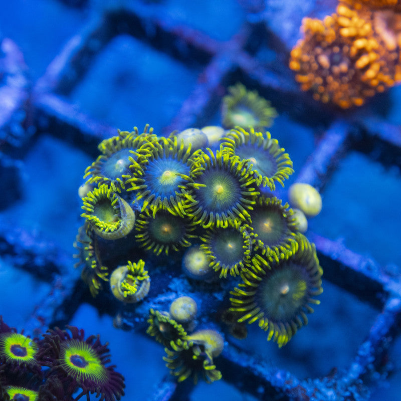 Assorted Zoas WYSIWYG live coral for sale at AquaGemCorals