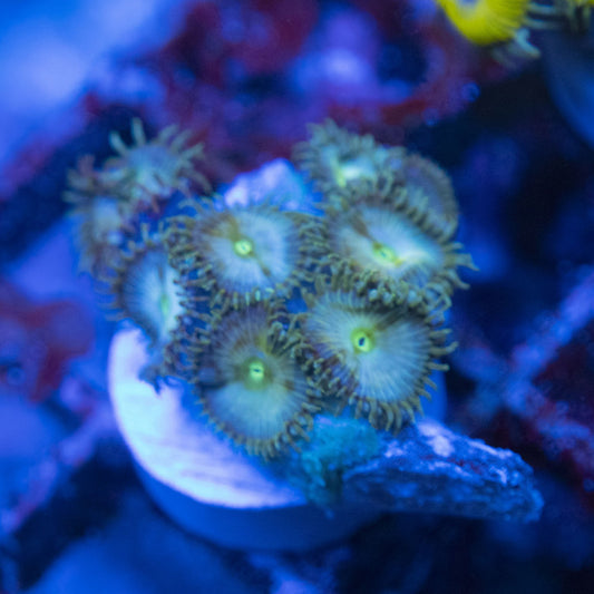 Assorted Zoas WYSIWYG live coral for sale at AquaGemCorals