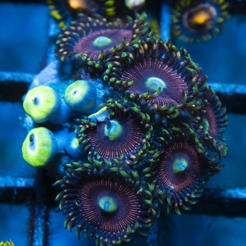 Assorted Zoas live coral for reef aquarium