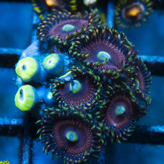 Assorted Zoas live coral for reef aquarium