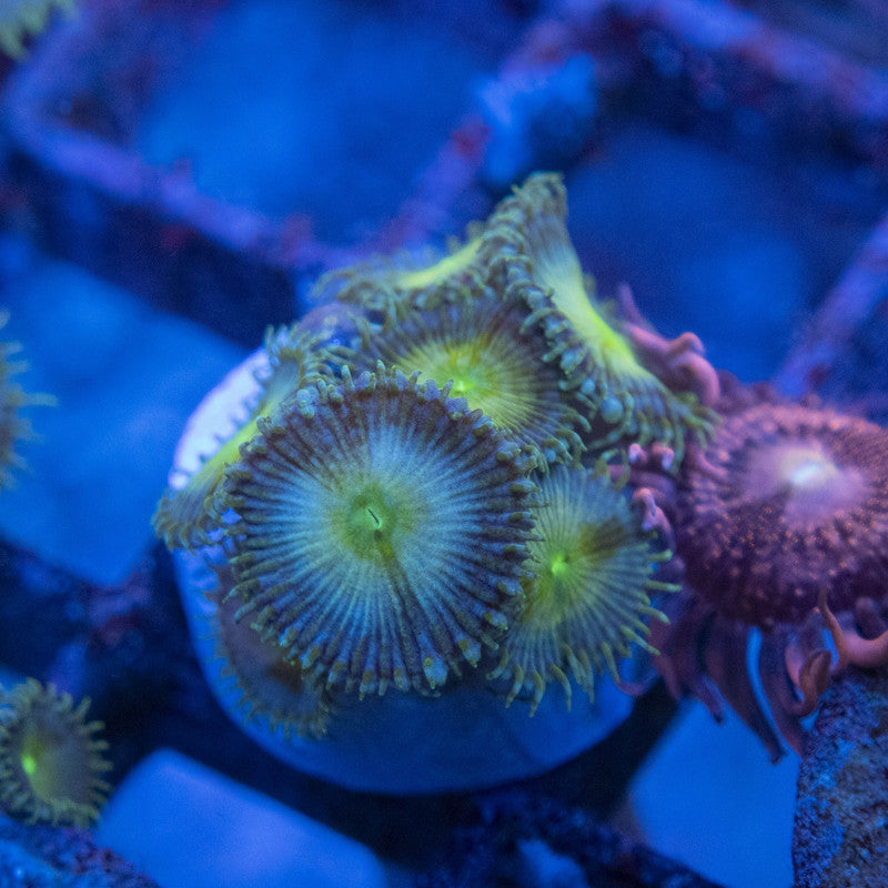 Assorted Zoas WYSIWYG live coral for sale at AquaGemCorals